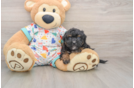 Best Havapoo Baby