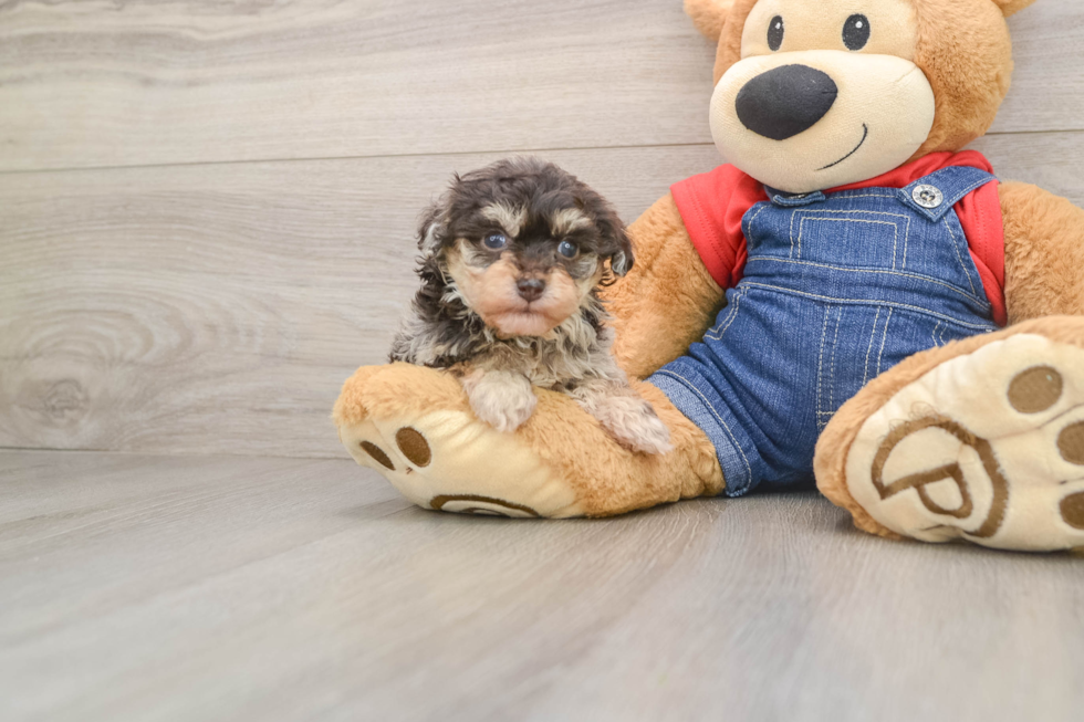 Happy Havapoo Baby