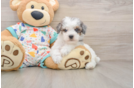 Best Havapoo Baby