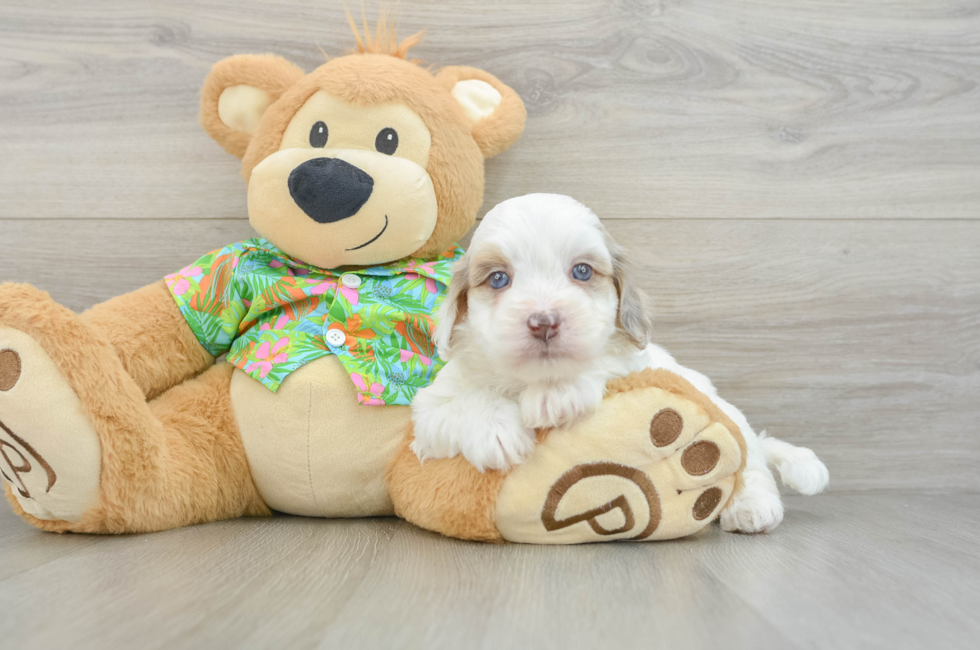 6 week old Havapoo Puppy For Sale - Fairfield Furbabies