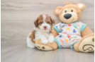 Smart Havapoo Poodle Mix Pup