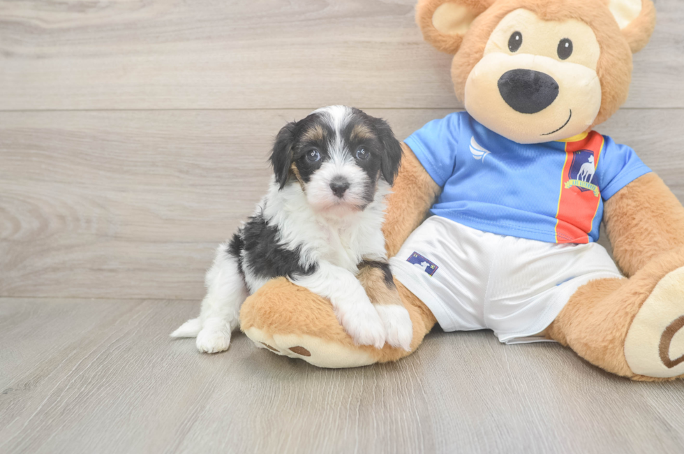 5 week old Havapoo Puppy For Sale - Fairfield Furbabies