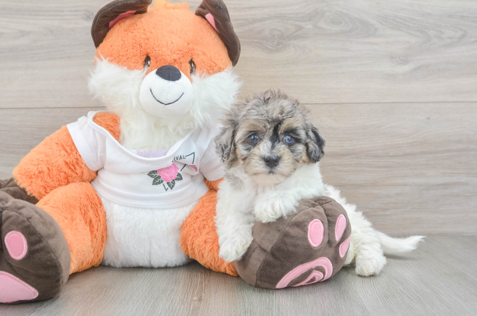 6 week old Havapoo Puppy For Sale - Fairfield Furbabies