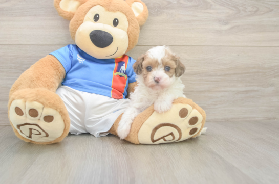 5 week old Havapoo Puppy For Sale - Fairfield Furbabies Petite Havapoo Poodle Mix Pup
