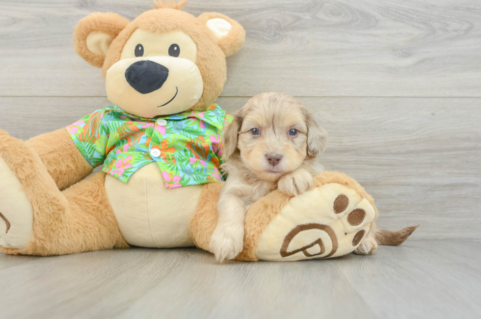 6 week old Havapoo Puppy For Sale - Fairfield Furbabies