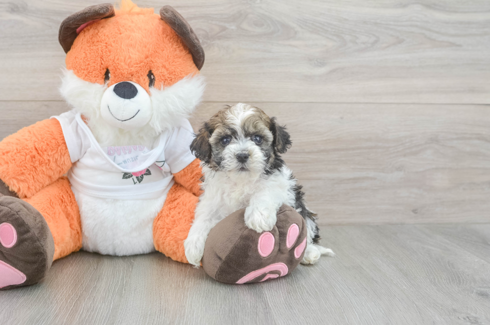 6 week old Havapoo Puppy For Sale - Fairfield Furbabies