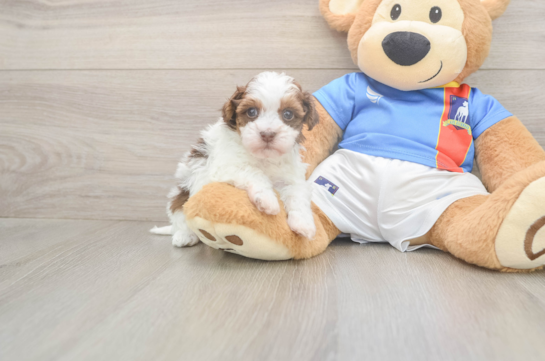 5 week old Havapoo Puppy For Sale - Fairfield Furbabies Havapoo Puppy for Adoption