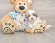 8 week old Havapoo Puppy For Sale - Fairfield Furbabies