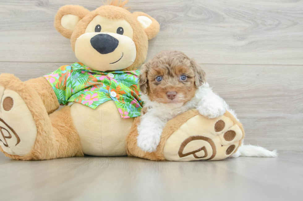 5 week old Havapoo Puppy For Sale - Fairfield Furbabies