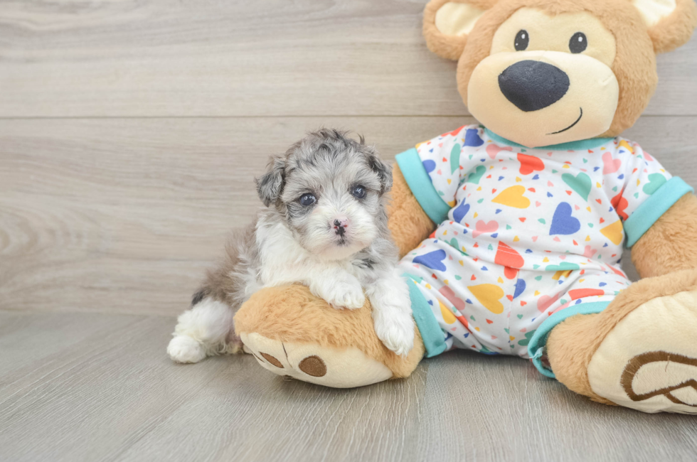 5 week old Havapoo Puppy For Sale - Fairfield Furbabies