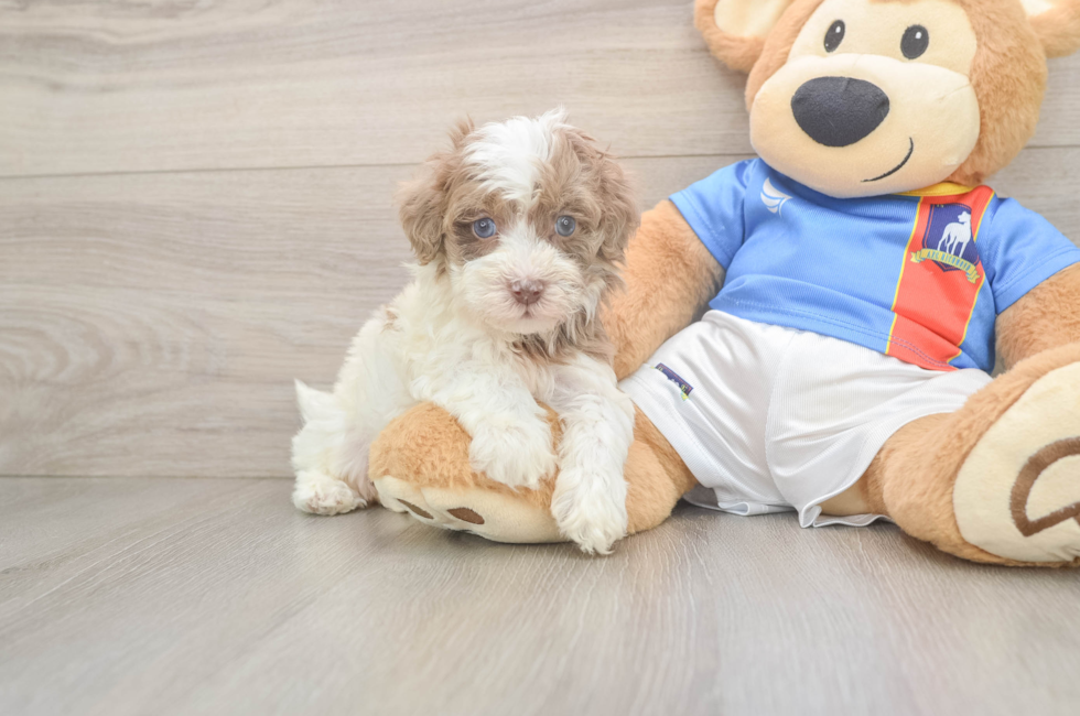 5 week old Havapoo Puppy For Sale - Fairfield Furbabies