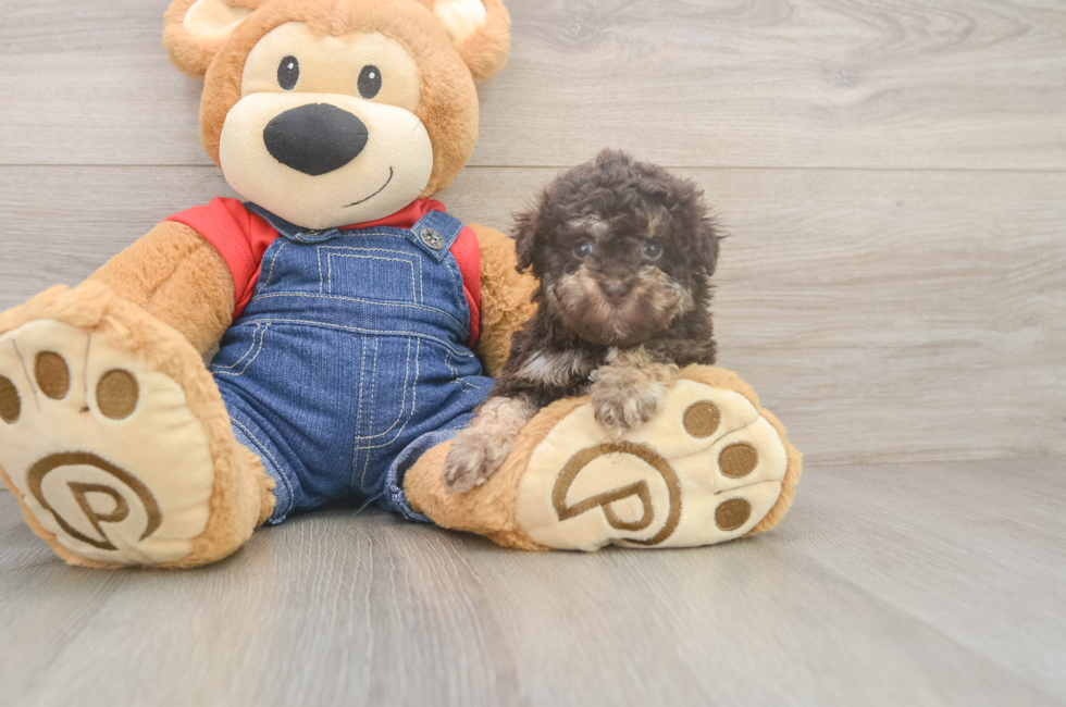 7 week old Havapoo Puppy For Sale - Fairfield Furbabies