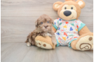 Playful Havadoodle Poodle Mix Puppy