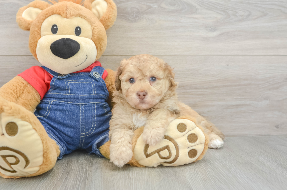 6 week old Havapoo Puppy For Sale - Fairfield Furbabies