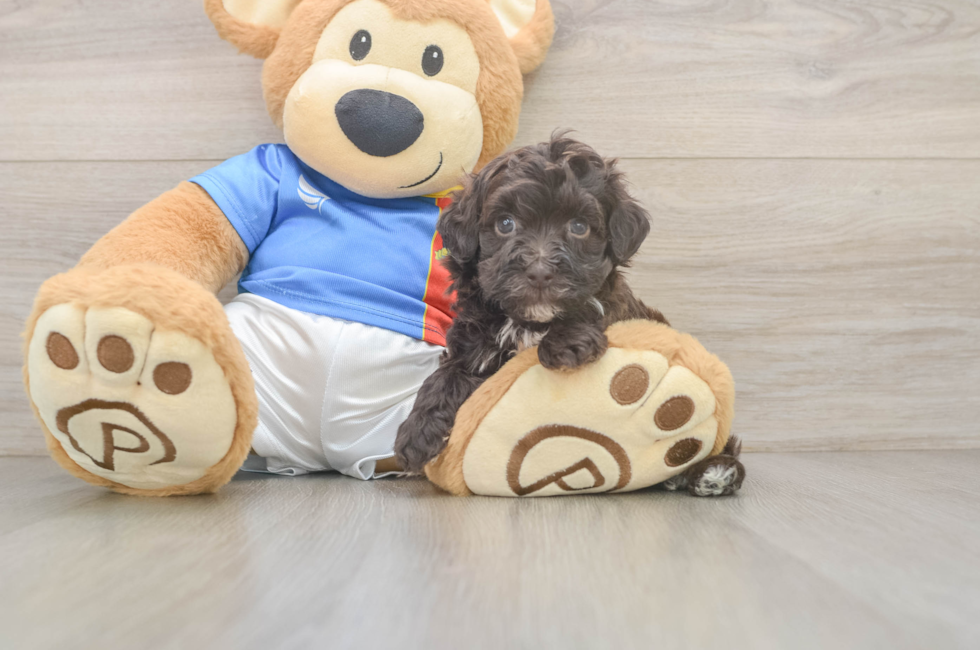 5 week old Havapoo Puppy For Sale - Fairfield Furbabies