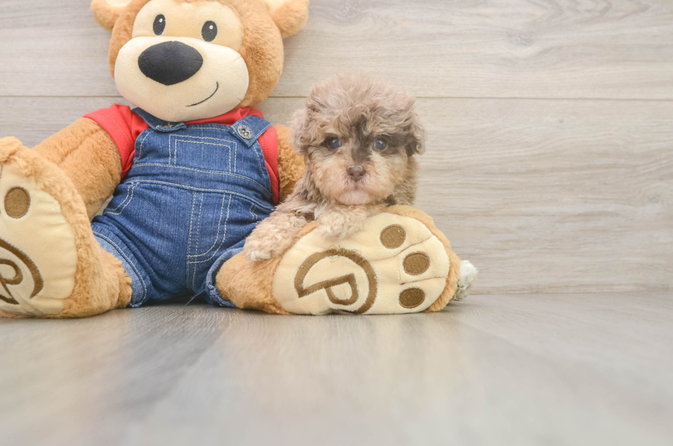 7 week old Havapoo Puppy For Sale - Fairfield Furbabies