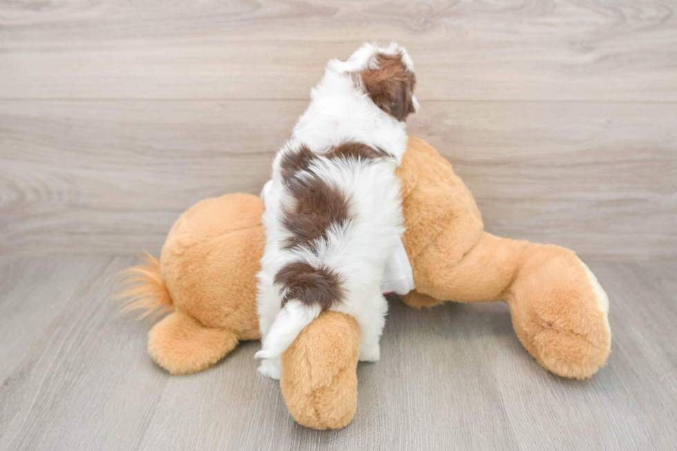 Fluffy Havapoo Poodle Mix Pup