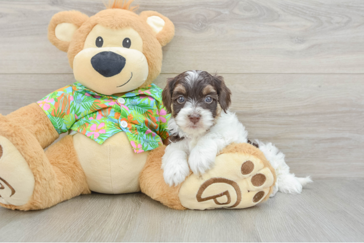Havapoo Puppy for Adoption