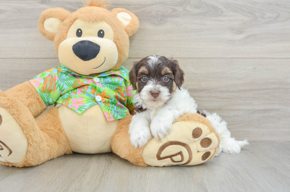 5 week old Havapoo Puppy For Sale - Fairfield Furbabies