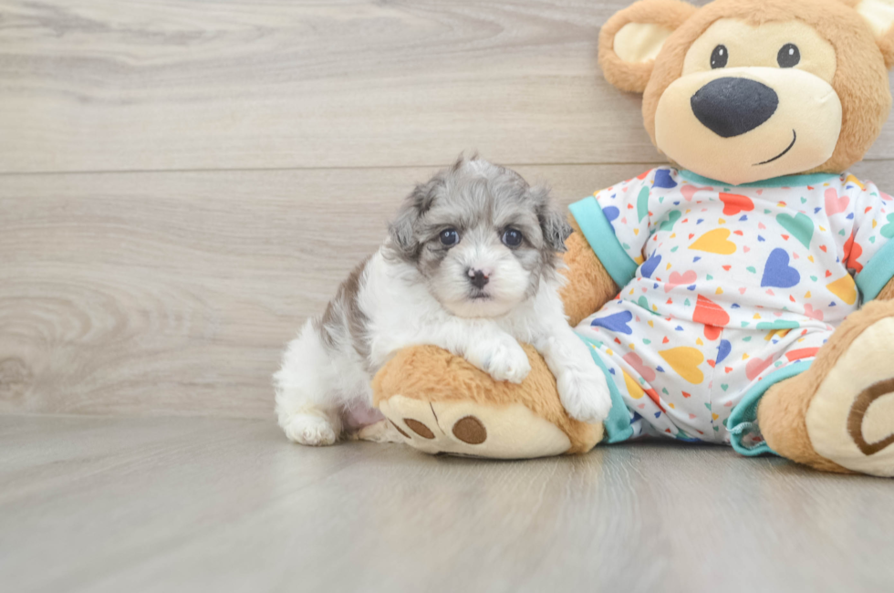 5 week old Havapoo Puppy For Sale - Fairfield Furbabies