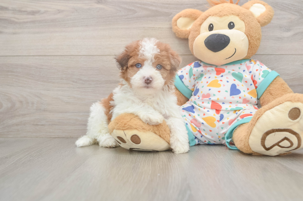 7 week old Havapoo Puppy For Sale - Fairfield Furbabies