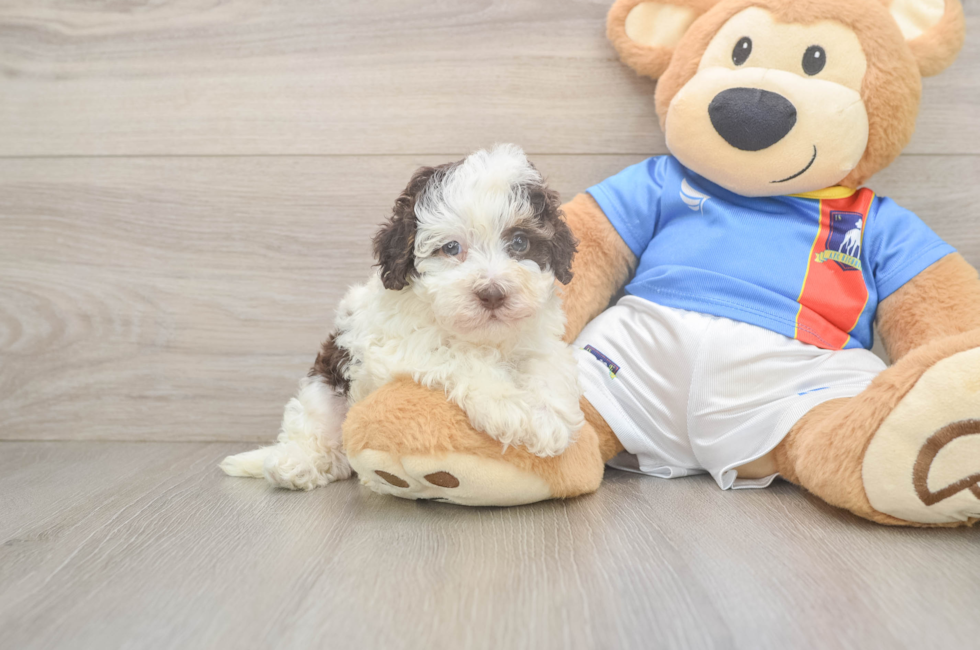 5 week old Havapoo Puppy For Sale - Fairfield Furbabies