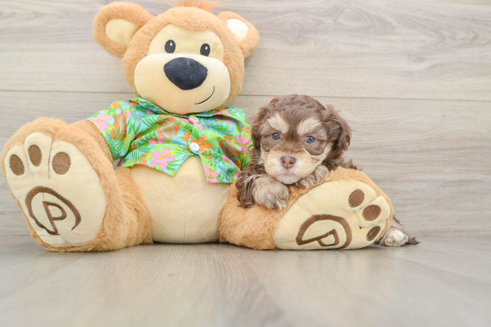 Best Havapoo Baby