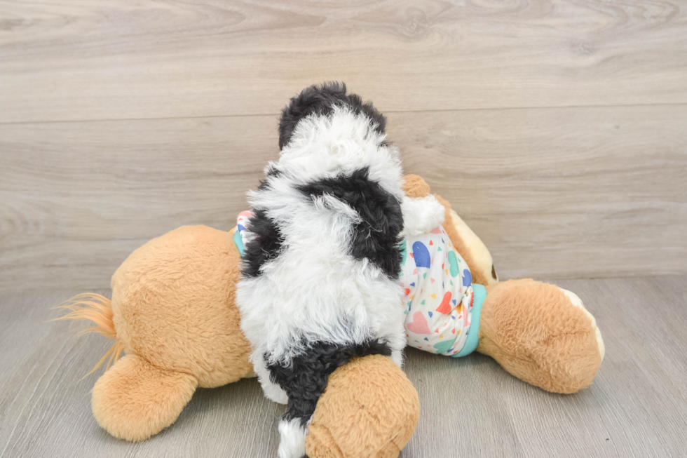 Havapoo Puppy for Adoption