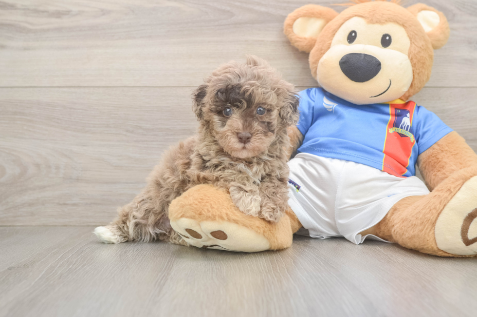 5 week old Havapoo Puppy For Sale - Fairfield Furbabies