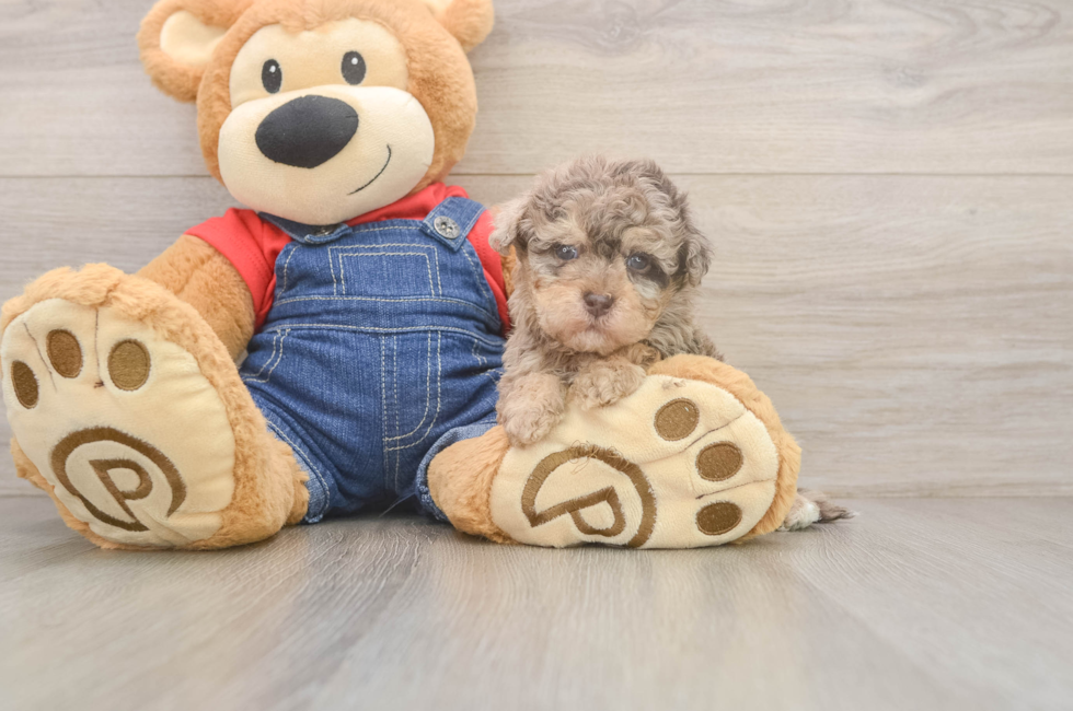 7 week old Havapoo Puppy For Sale - Fairfield Furbabies