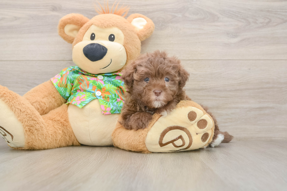 Energetic Havadoodle Poodle Mix Puppy