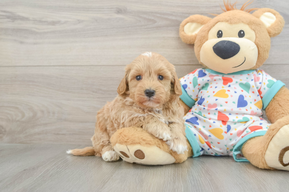 6 week old Havapoo Puppy For Sale - Fairfield Furbabies
