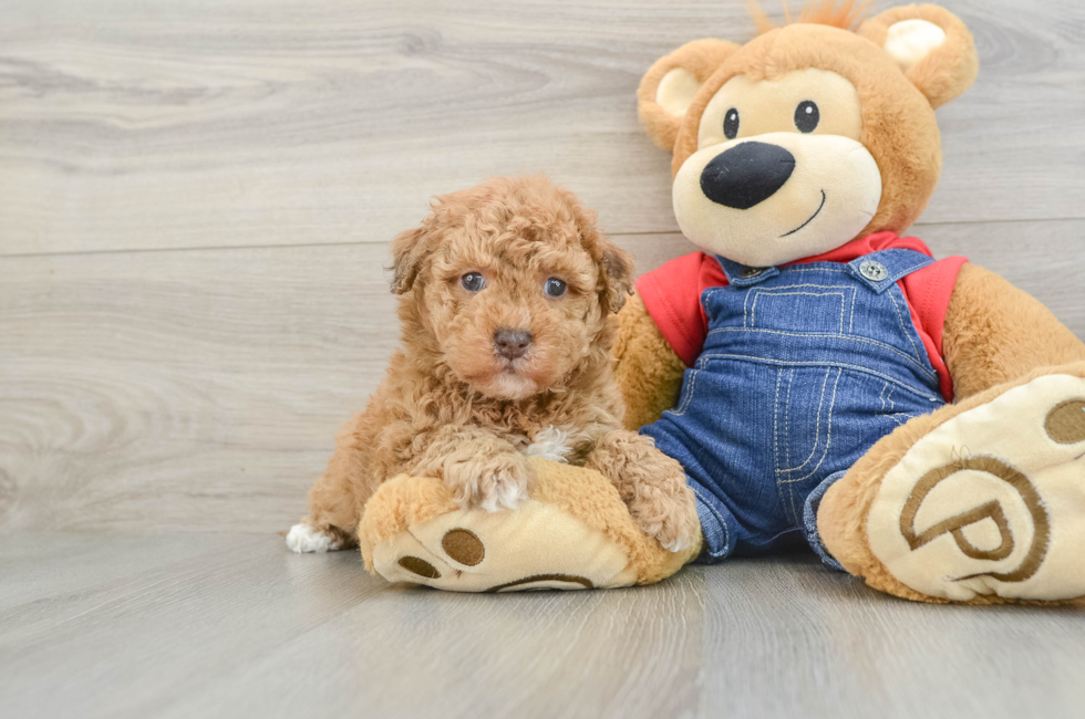 7 week old Havapoo Puppy For Sale - Fairfield Furbabies