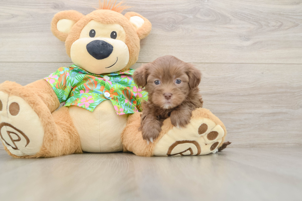 Friendly Havapoo Baby