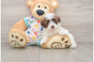 Small Havapoo Baby