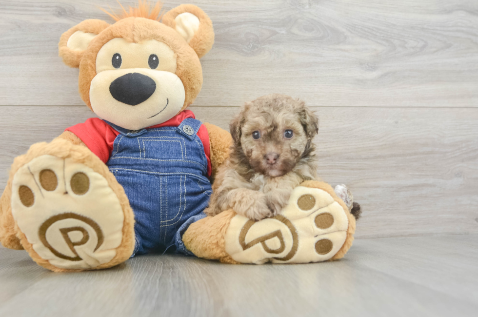 6 week old Havapoo Puppy For Sale - Fairfield Furbabies