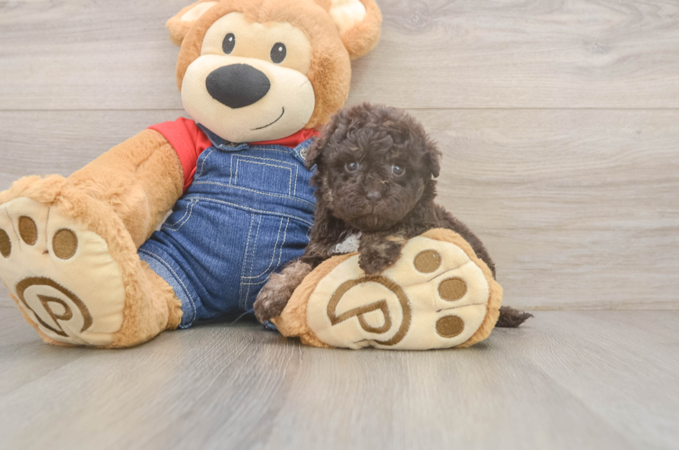 7 week old Havapoo Puppy For Sale - Fairfield Furbabies