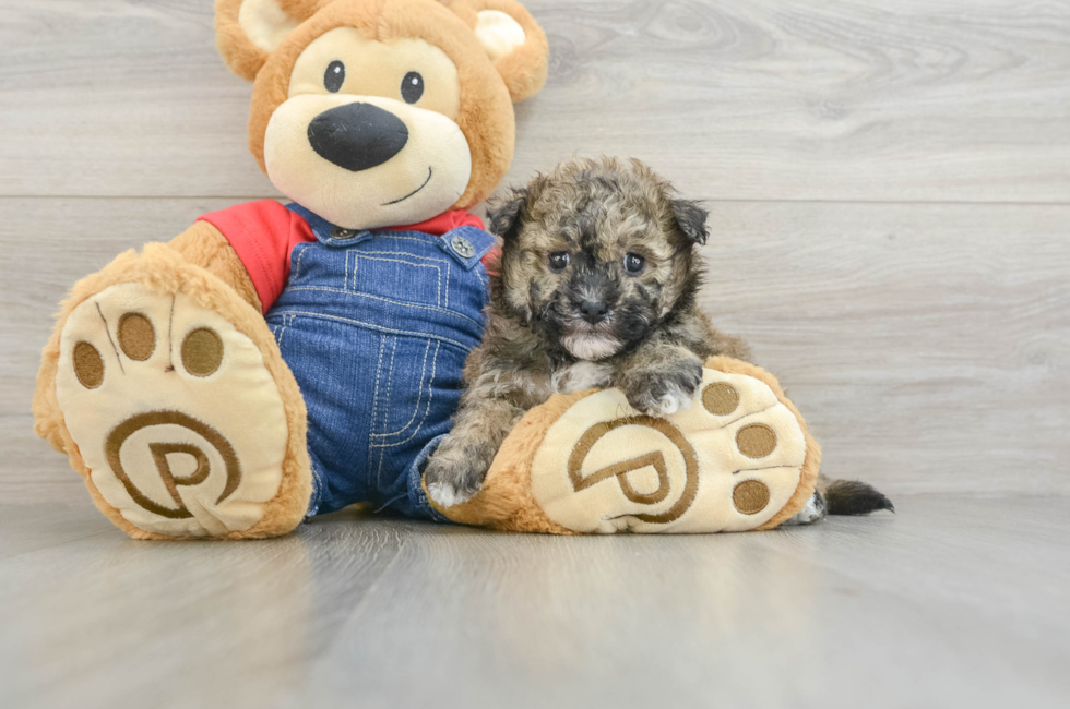 7 week old Havapoo Puppy For Sale - Fairfield Furbabies