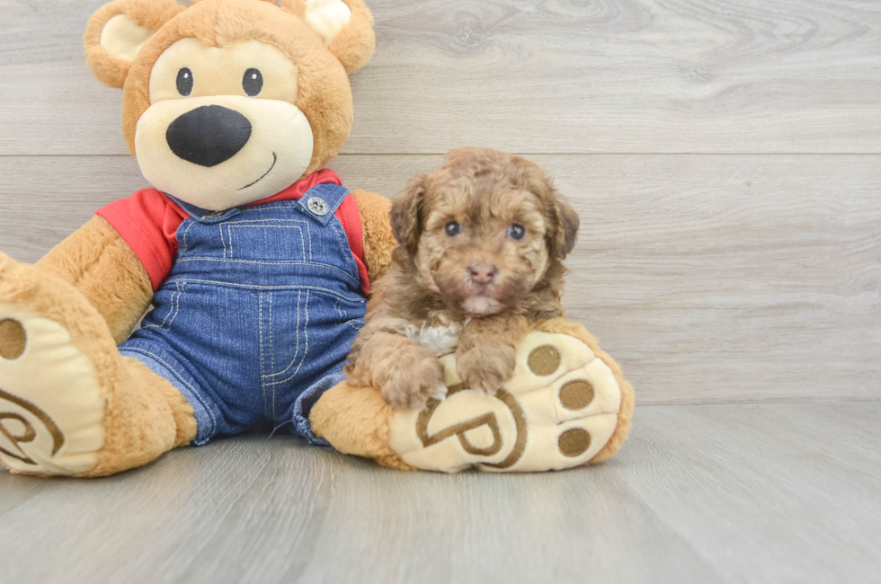 6 week old Havapoo Puppy For Sale - Fairfield Furbabies