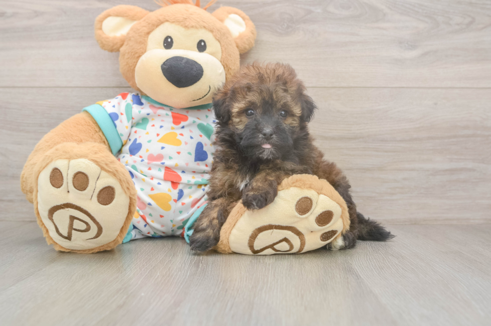 7 week old Havapoo Puppy For Sale - Fairfield Furbabies