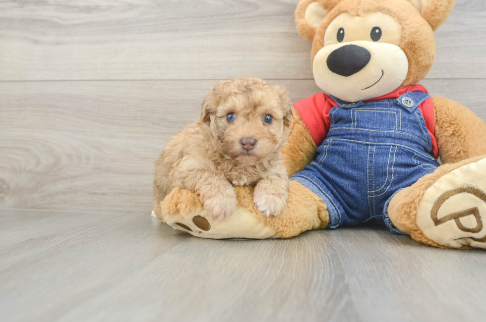 6 week old Havapoo Puppy For Sale - Fairfield Furbabies