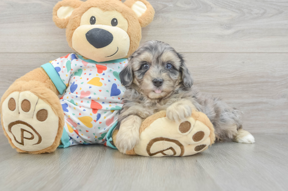 6 week old Havapoo Puppy For Sale - Fairfield Furbabies