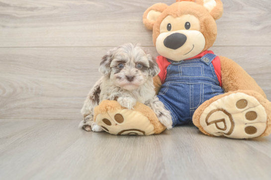 6 week old Havapoo Puppy For Sale - Fairfield Furbabies Petite Havapoo Poodle Mix Pup
