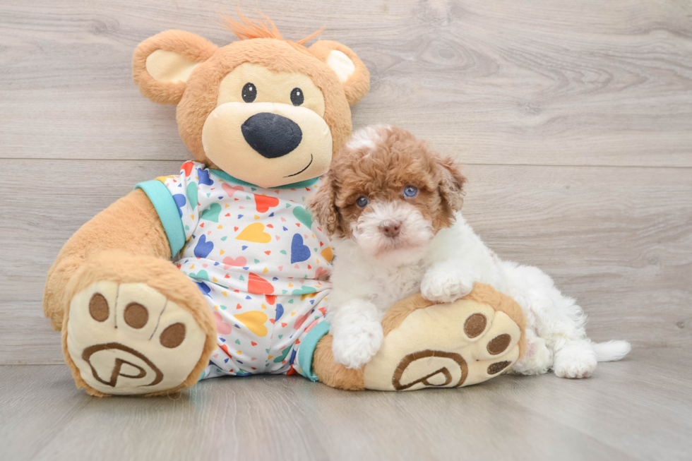 Havapoo Pup Being Cute