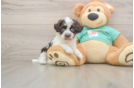 Hypoallergenic Havadoodle Poodle Mix Puppy