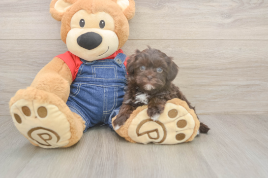 6 week old Havapoo Puppy For Sale - Fairfield Furbabies Best Havapoo Baby