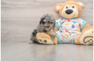 Adorable Havadoodle Poodle Mix Puppy