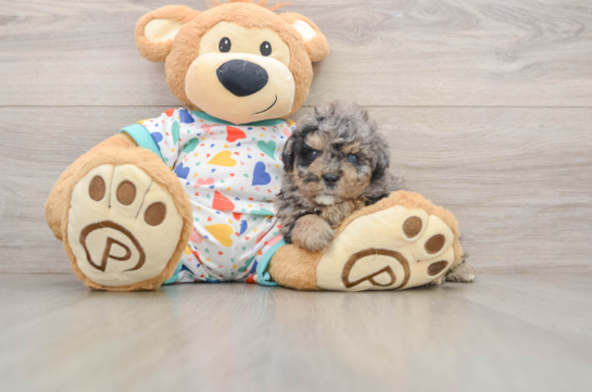 Havapoo Pup Being Cute