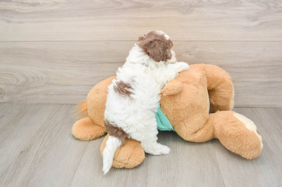 Havapoo Puppy for Adoption