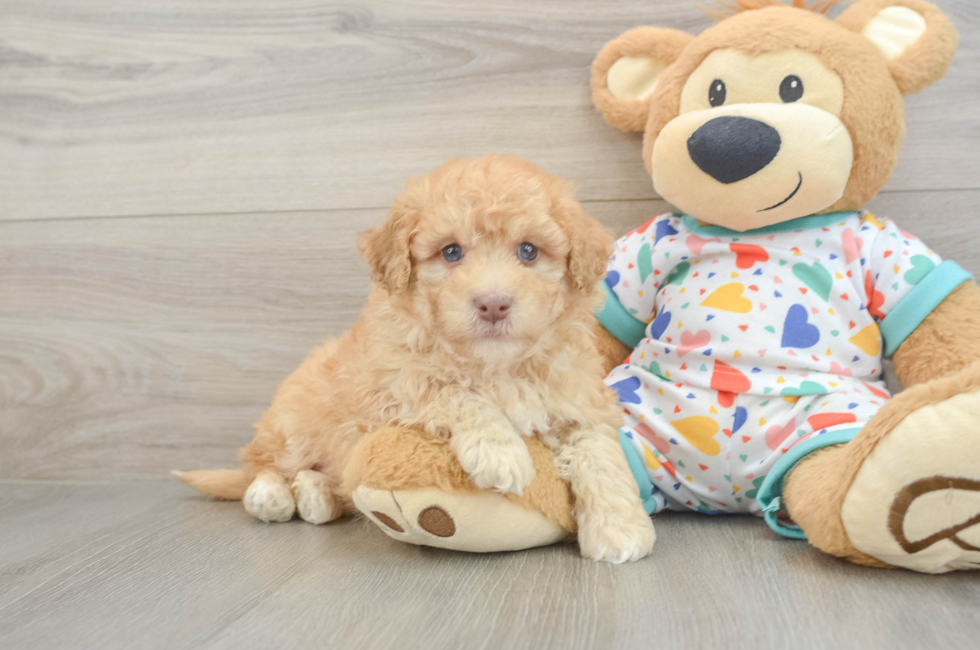 6 week old Havapoo Puppy For Sale - Fairfield Furbabies